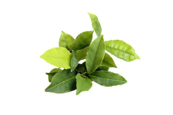 Hojas de té verde fresco aisladas sobre blanco —  Fotos de Stock