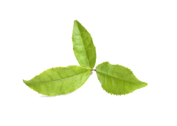 Φύλλα πράσινου τσαγιού απομονωμένα σε λευκό — Φωτογραφία Αρχείου