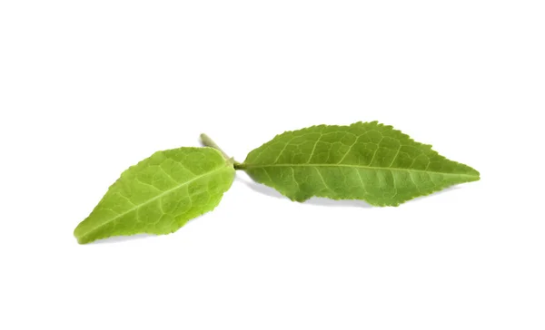 Folhas de chá verde fresco isoladas em branco — Fotografia de Stock