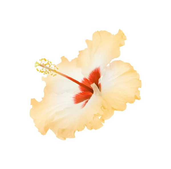 Красивые Тропические Цветы Гибискуса Изолированы Белом — стоковое фото
