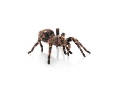 Çizgili diz tarantulası (Aphonopelma) beyaz üzerine izole edilmiş görünüyor