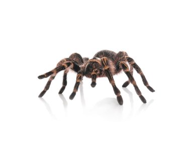 Çizgili diz tarantulası (Aphonopelma) beyaz üzerine izole edilmiş görünüyor