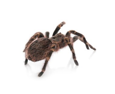 Çizgili diz tarantulası (Aphonopelma) beyaz üzerine izole edilmiş görünüyor