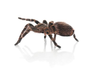 Çizgili diz tarantulası (Aphonopelma) beyaz üzerine izole edilmiş görünüyor