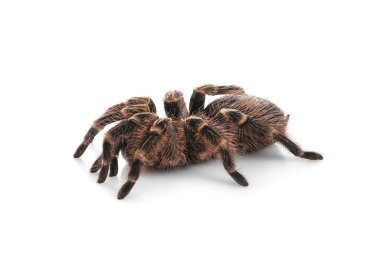 Çizgili diz tarantulası (Aphonopelma) beyaz üzerine izole edilmiş görünüyor