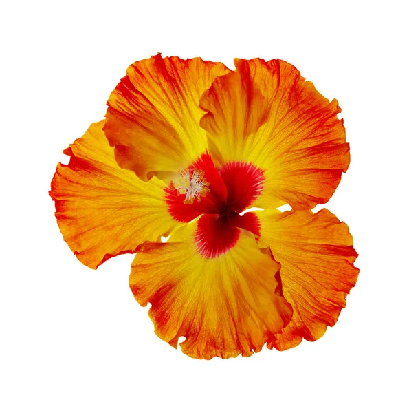 Krásná Tropická Ibišková Květina Izolovaná Bílém — Stock fotografie