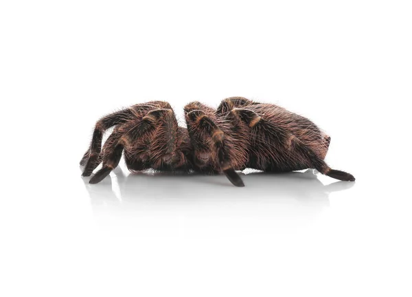 Pruhovaná Kolenní Tarantula Aphonopelma Seemanni Izolovaná Bílém — Stock fotografie