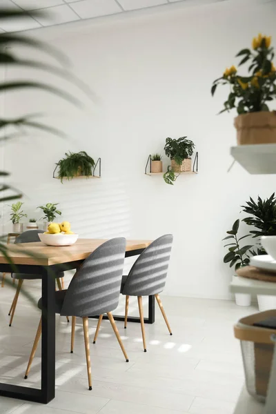 Intérieur Élégant Avec Des Plantes Vertes Décoration Maison — Photo