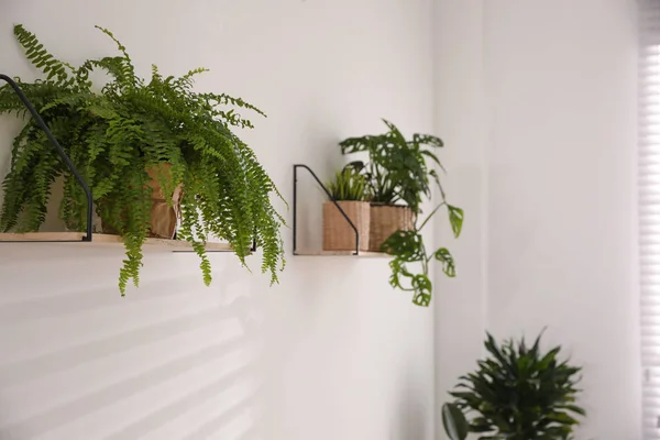 Green Potted Plants Wooden Shelf Indoors Home Decoration — Stock Photo, Image