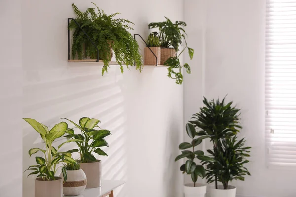 Schöne Topfpflanzen Der Nähe Der Weißen Wand Hause — Stockfoto