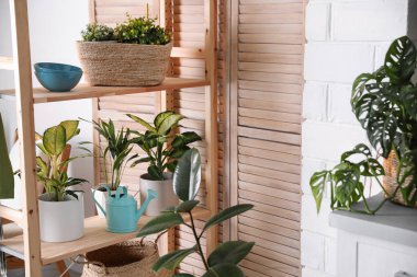 Işık odasında yeşil saksı bitkileri. Ev dekorasyonu