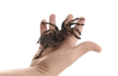 Beyaz arka planda çizgili tarantula tutan adam, yakın plan.