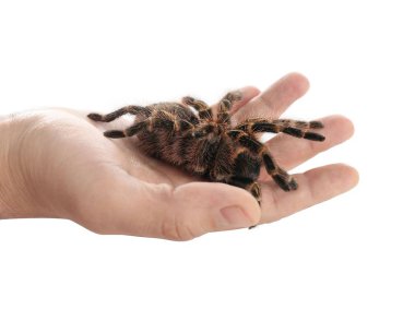 Beyaz arka planda çizgili tarantula tutan adam, yakın plan.