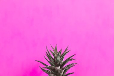 Bej arka planda güzel sulu (Haworthia fasciata). Metin için boşluk