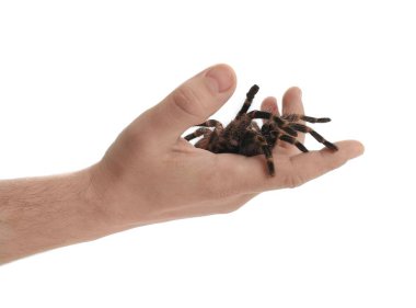 Beyaz arka planda çizgili tarantula tutan adam, yakın plan.