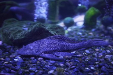 Leopar yayın balığı akvaryumun dibinde.