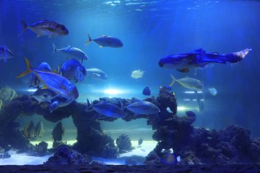 Açık akvaryum suyunda yüzen farklı tropik balıklar ve kaplumbağalar.