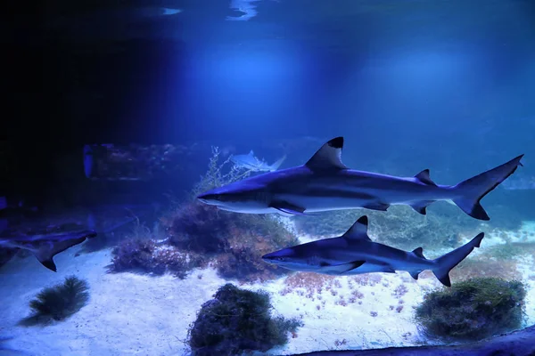 Grande Aquário Com Tubarões Oceanário Peixes Espécie Elasmobranch — Fotografia de Stock