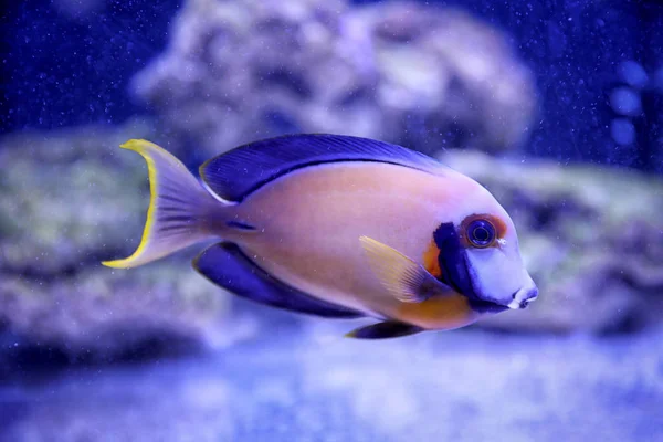 Temiz Akvaryum Suyunda Güzel Cerrah Balığı — Stok fotoğraf