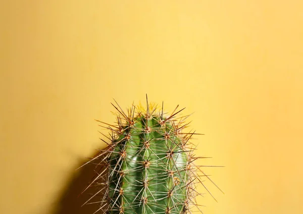 Vacker Kaktus Beige Bakgrund Närbild Tropiska Växter — Stockfoto