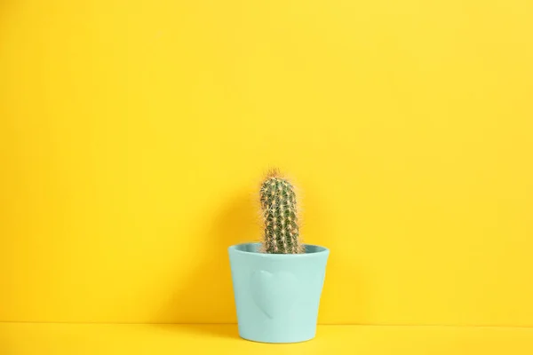 Schöner Kaktus Auf Gelbem Hintergrund Tropische Pflanze — Stockfoto