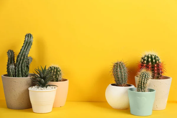 Indah Kaktus Pada Latar Belakang Kuning Ruang Untuk Teks — Stok Foto