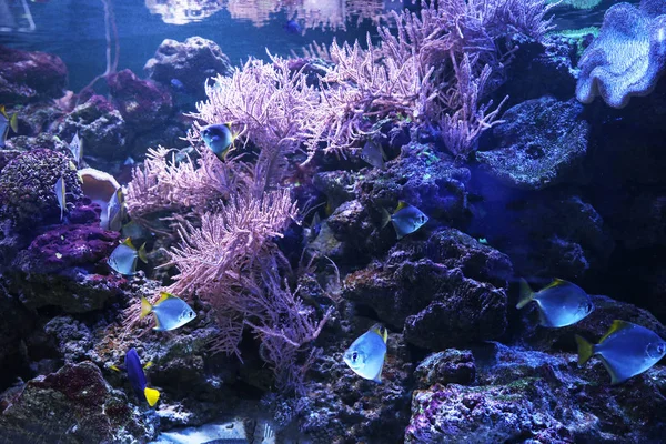 Muitos Peixes Tropicais Bonitos Aquário Claro — Fotografia de Stock