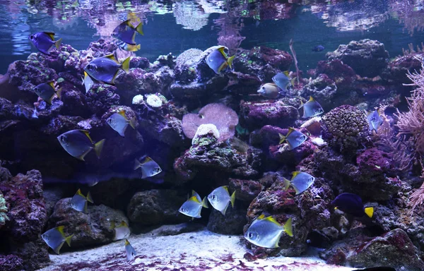 Muitos Peixes Tropicais Bonitos Aquário Claro — Fotografia de Stock