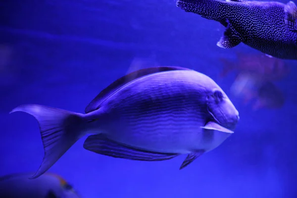 Mooie Surgeonfish Helder Blauw Aquarium Close — Stockfoto