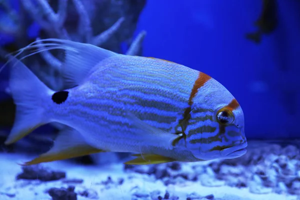 美丽的天使鱼在清澈的蓝色水族馆里游泳 — 图库照片