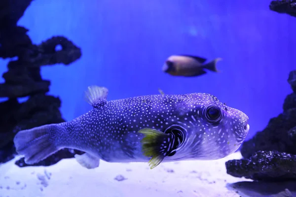 Gyönyörű Gömbhal Úszás Tiszta Akváriumi Vízben — Stock Fotó
