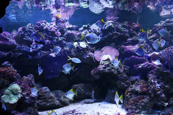 Muitos Peixes Tropicais Bonitos Aquário Claro — Fotografia de Stock