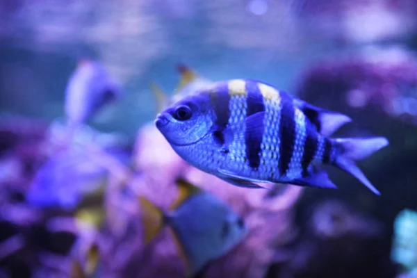 Красива Сержантська Велика Риба Плаває Чистому Акваріумі — стокове фото