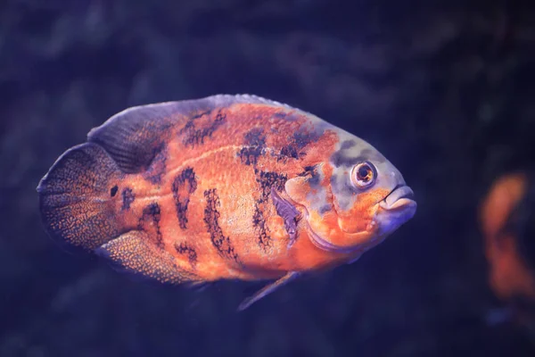 在清澈的水族馆里游泳的鲜亮的奥斯卡鱼 — 图库照片