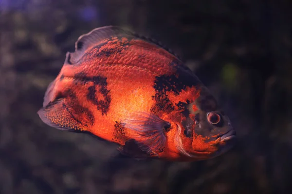 Heldere Oscar Vissen Zwemmen Helder Aquarium Close — Stockfoto