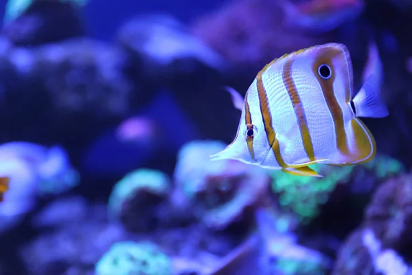 Hermoso Pez Mariposa Con Bandas Cobre Agua Clara Del Acuario — Foto de Stock