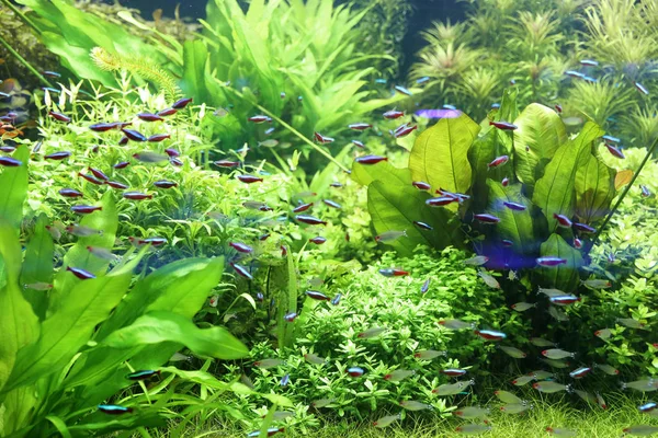 Schöne Neon Tetra Fische Klarem Aquarienwasser — Stockfoto