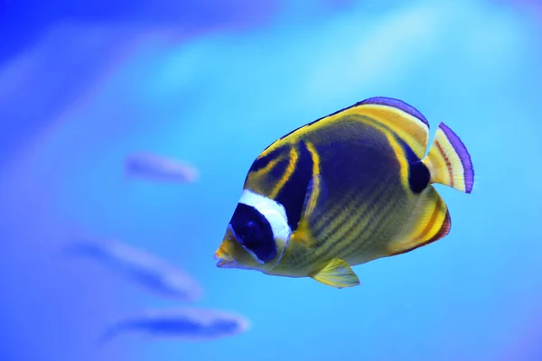 Bonito Guaxinim Butterflyfish Água Aquário Clara — Fotografia de Stock