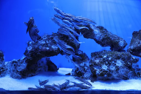 Escuela Bagre Nadando Agua Clara Del Acuario — Foto de Stock