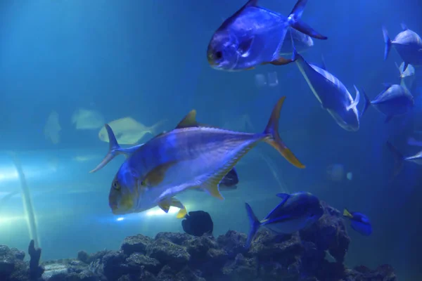 Thunfisch Schwimmt Klarem Aquarienwasser — Stockfoto