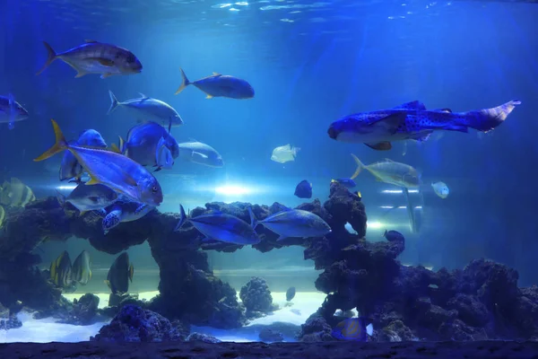 Diferentes Peces Tropicales Tortugas Nadando Agua Clara Del Acuario — Foto de Stock