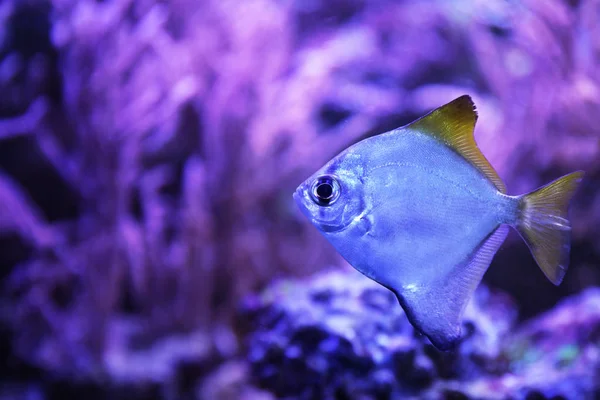 Beautiful Silver Moony Fish Clear Aquarium — Stock Photo, Image