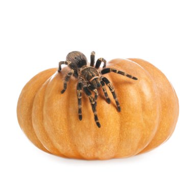 Çizgili tarantula ve balkabağı beyaza izole edilmiş. Cadılar Bayramı
