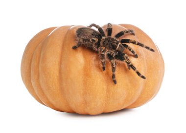Çizgili tarantula ve balkabağı beyaza izole edilmiş. Cadılar Bayramı