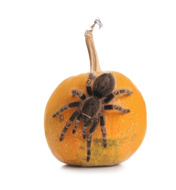 Çizgili tarantula ve balkabağı beyaza izole edilmiş. Cadılar Bayramı