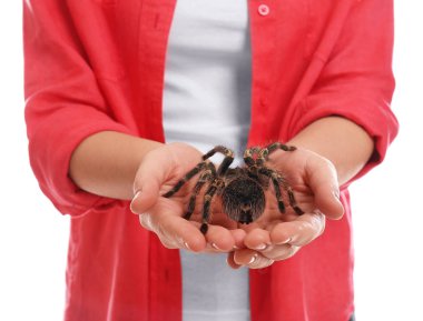Beyaz arka planda çizgili tarantula tutan kadın, yakın plan.