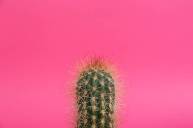 Pembe arka planda güzel tropikal kaktüsler