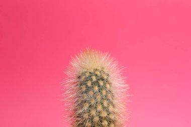 Pembe arka planda güzel tropikal kaktüsler