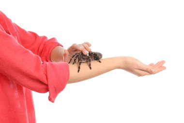 Beyaz arka planda çizgili tarantula tutan kadın, yakın plan.