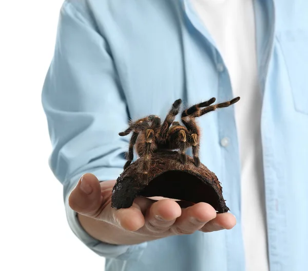 Muž Drží Pruhované Koleno Tarantula Bílém Pozadí Detailní Záběr — Stock fotografie